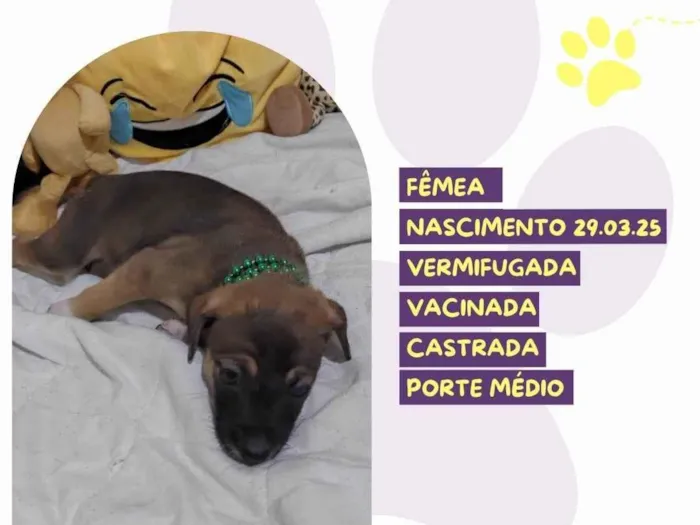 Cachorro ra a SRD-ViraLata idade Abaixo de 2 meses nome Sarah