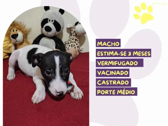 Cachorro ra a SRD-ViraLata idade 2 a 6 meses nome Charles