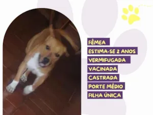 Cachorro raça SRD-ViraLata idade 2 anos nome Cibele 