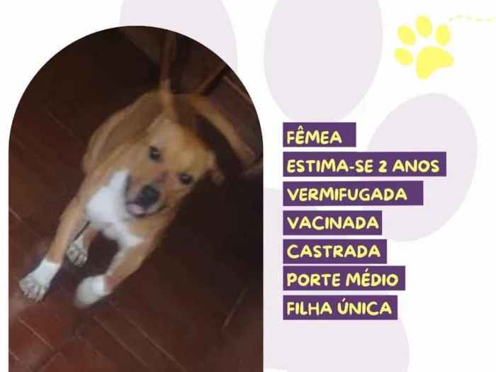 Cachorro ra a SRD-ViraLata idade 2 anos nome Cibele 