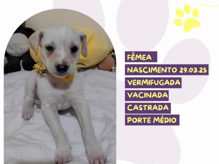 Cachorro ra a SRD-ViraLata idade Abaixo de 2 meses nome Cleo