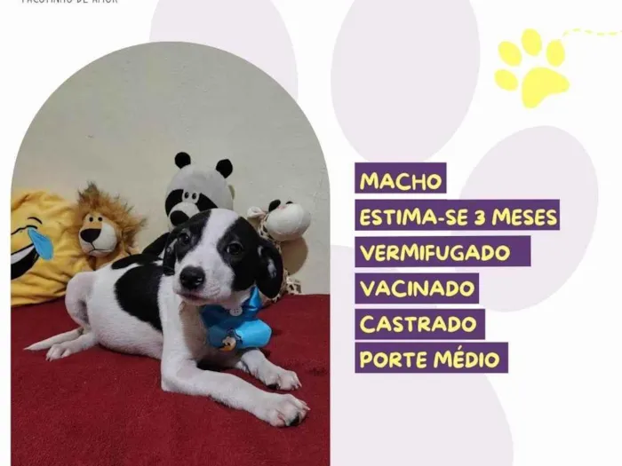 Cachorro ra a SRD-ViraLata idade 2 a 6 meses nome Jake