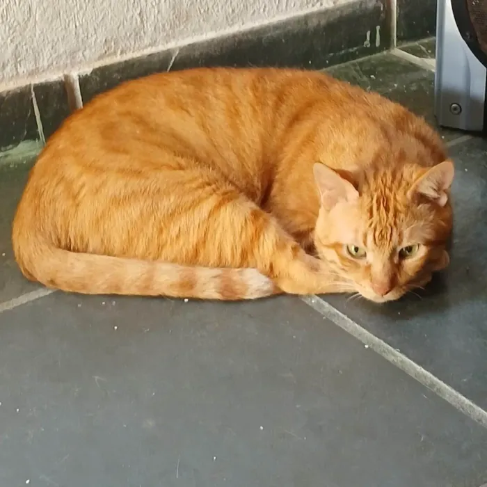 Gato ra a SRD-ViraLata idade 6 ou mais anos nome Cheddar
