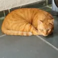 Cheddar