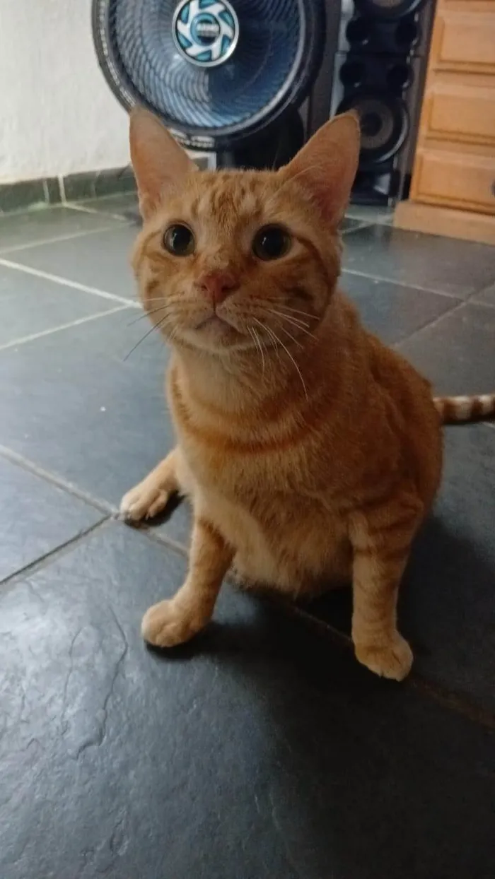 Gato ra a SRD-ViraLata idade 6 ou mais anos nome Cheddar