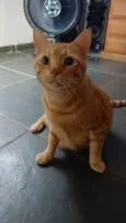 Cheddar