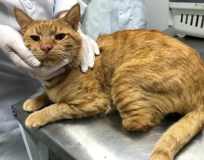 Gato ra a SRD-ViraLata idade 6 ou mais anos nome Cheddar