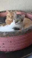 Cheddar