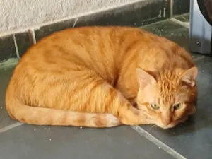 Gato raça SRD-ViraLata idade 6 ou mais anos nome Cheddar