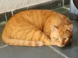 Cheddar
