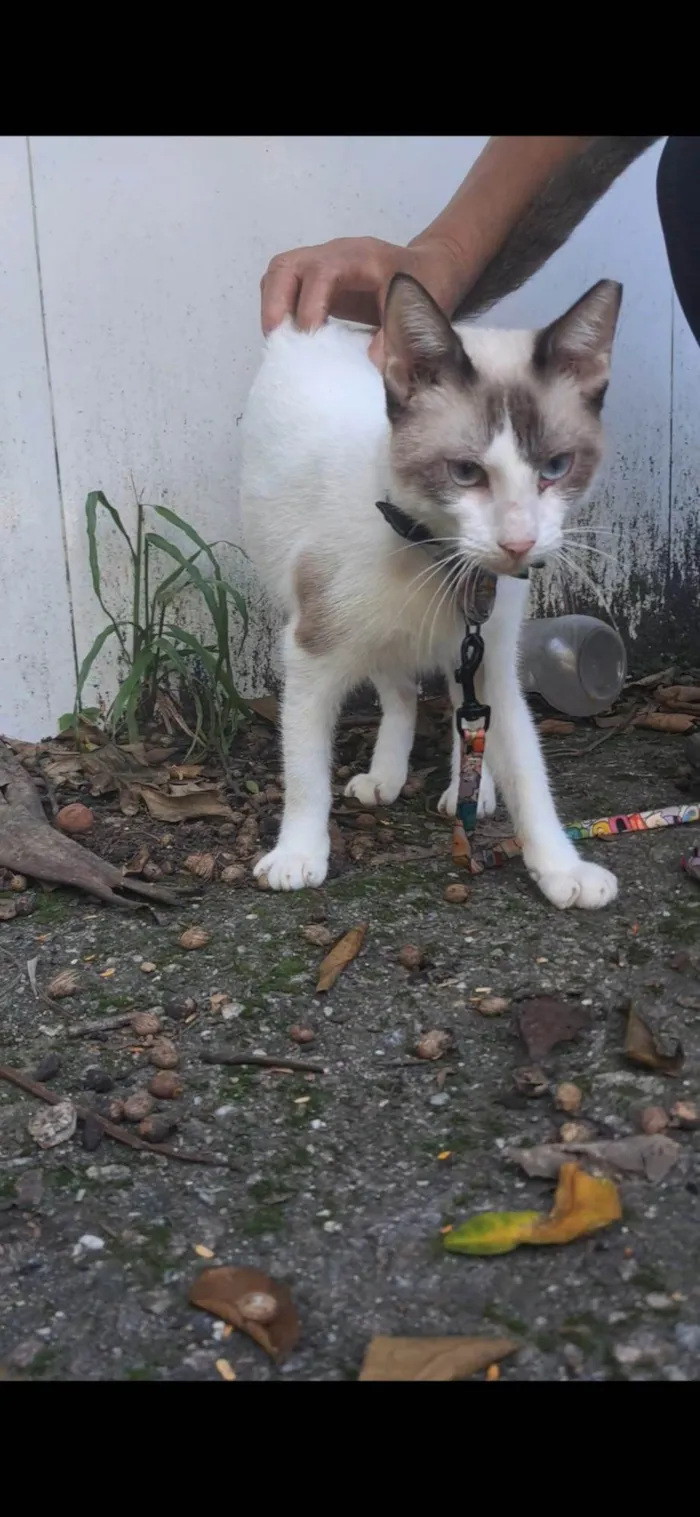 Gato ra a SRD-ViraLata idade 7 a 11 meses nome Betinho