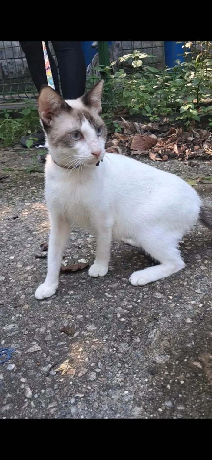 Gato ra a SRD-ViraLata idade 7 a 11 meses nome Betinho