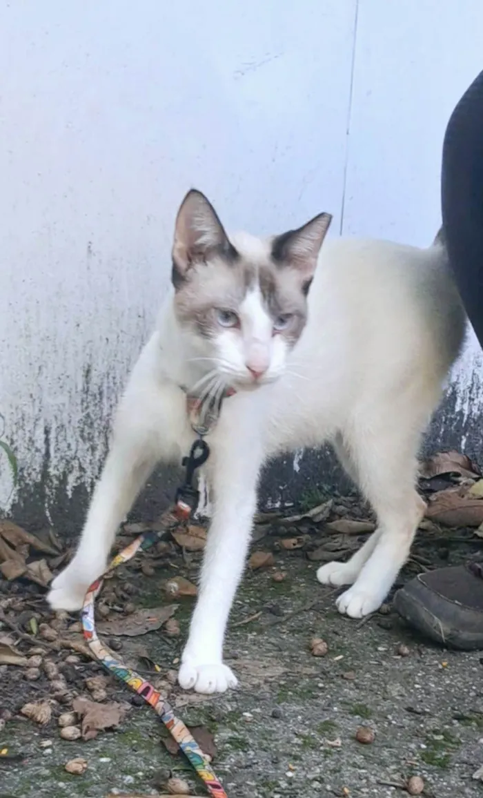Gato ra a SRD-ViraLata idade 7 a 11 meses nome Betinho