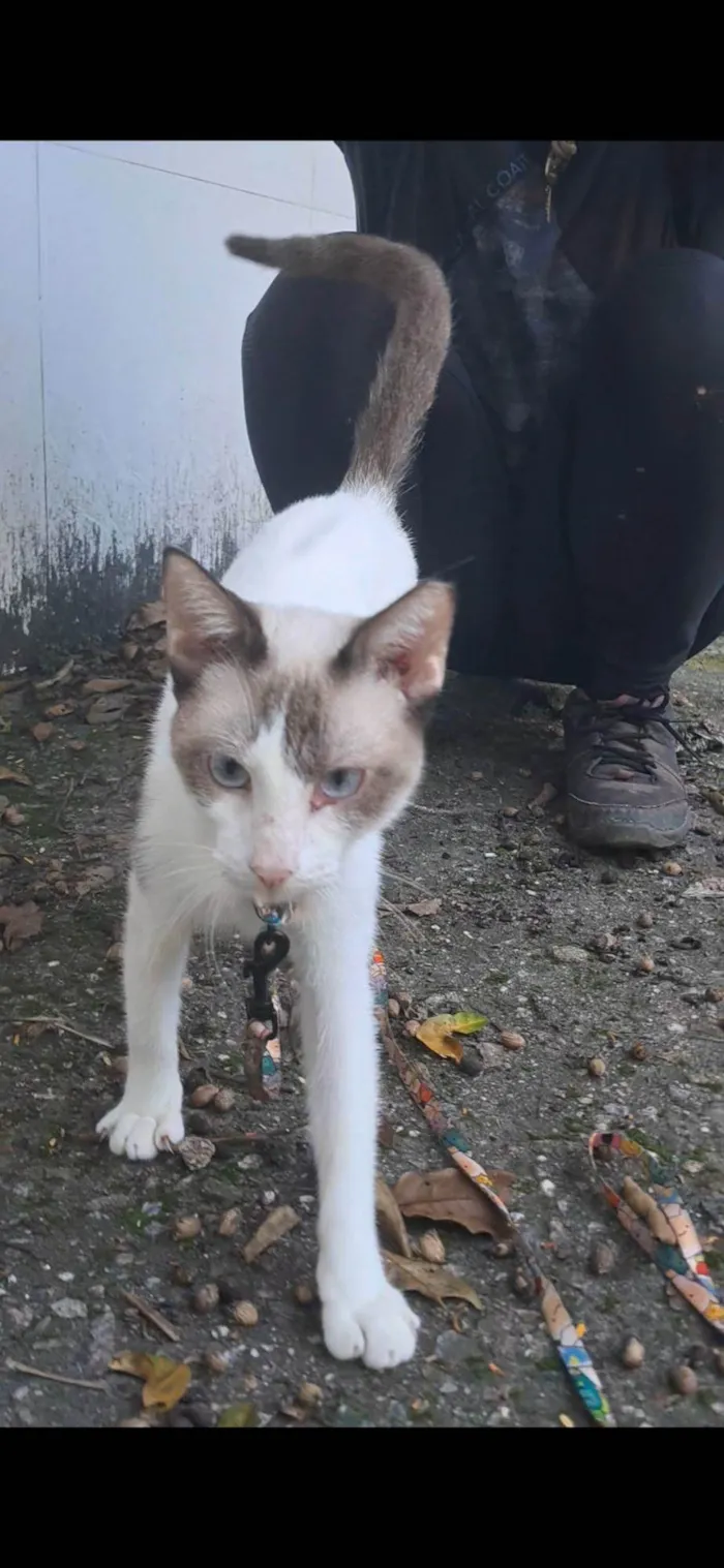 Gato ra a SRD-ViraLata idade 7 a 11 meses nome Betinho