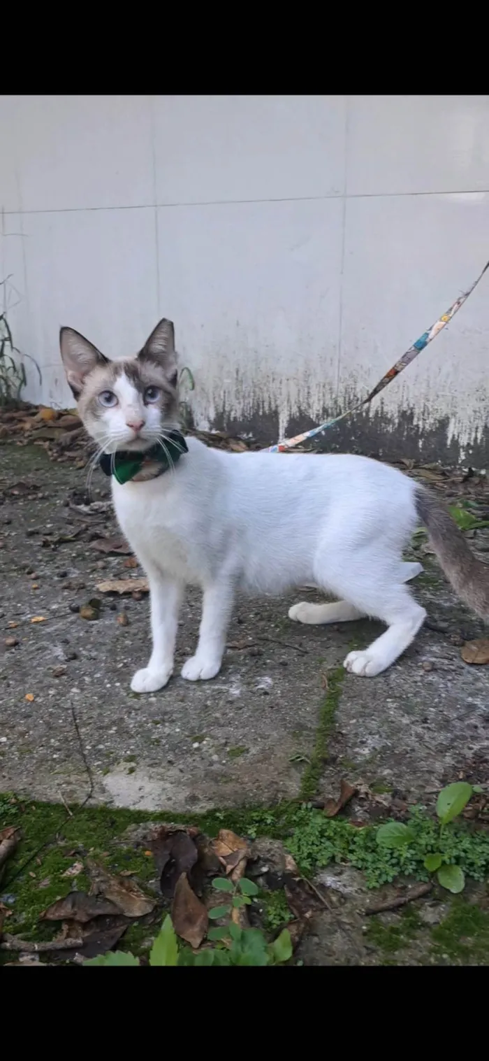 Gato ra a SRD-ViraLata idade 7 a 11 meses nome Betinho
