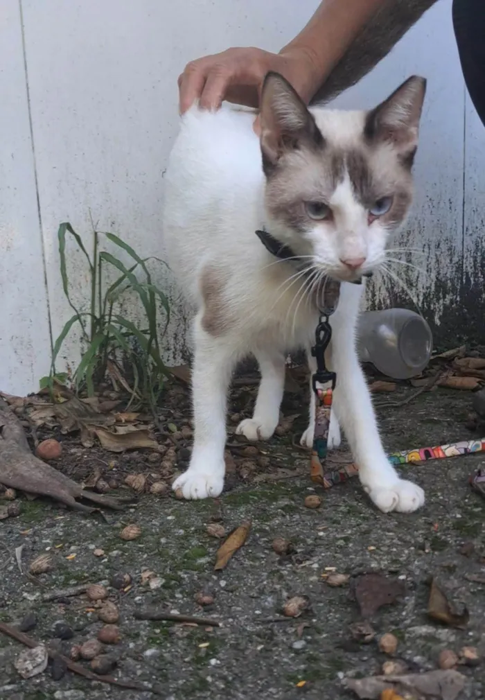 Gato ra a SRD-ViraLata idade 7 a 11 meses nome Betinho