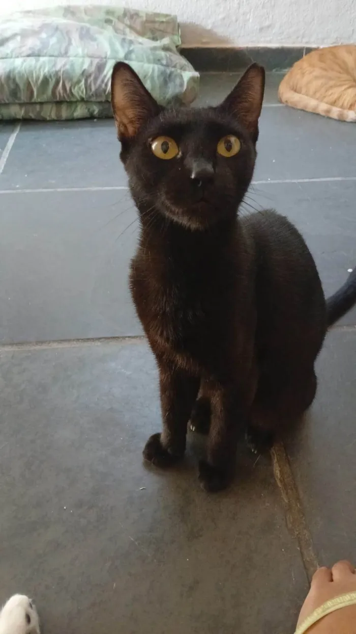 Gato ra a SRD-ViraLata idade 1 ano nome Nana