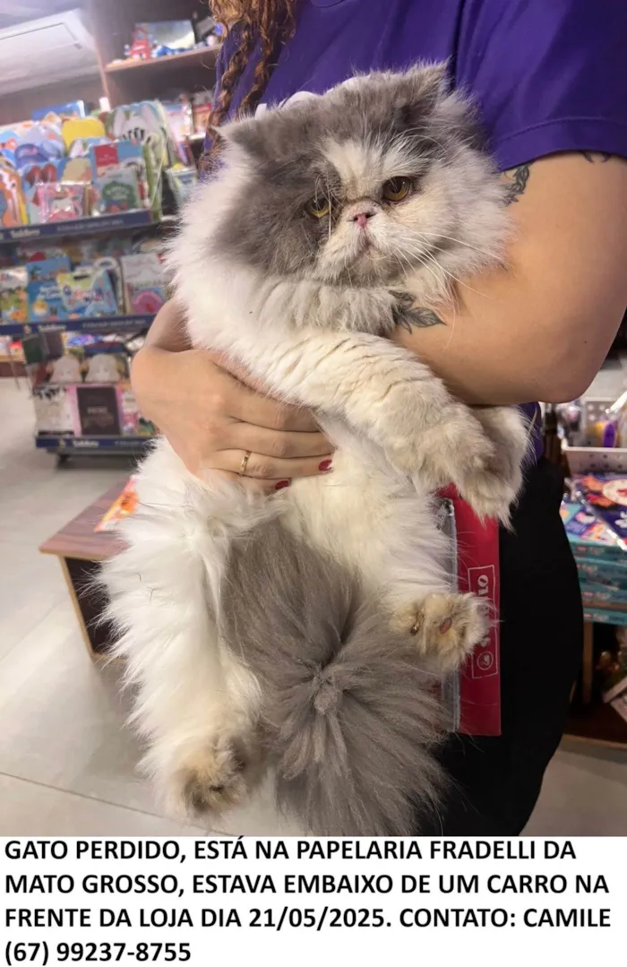 Gato ra a Persa idade 2 anos nome persa cinza/branco