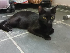 Gato raça SRD-ViraLata idade 1 ano nome Nana