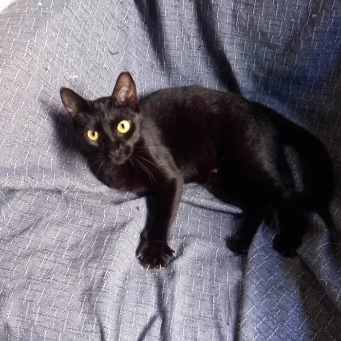 Gato ra a SRD-ViraLata idade 1 ano nome Nana