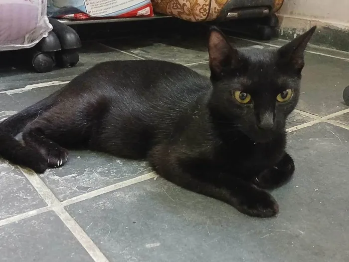 Gato ra a SRD-ViraLata idade 1 ano nome Nana