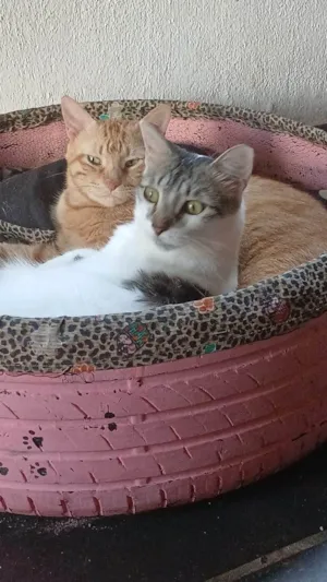 Gato raça SRD-ViraLata idade 6 ou mais anos nome Cheddar