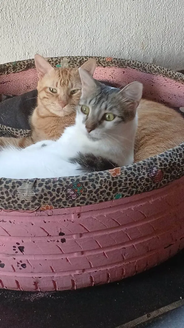Gato ra a SRD-ViraLata idade 6 ou mais anos nome Cheddar