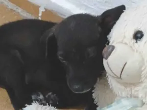 Cachorro raça SRD-ViraLata idade 2 a 6 meses nome Pitoco