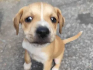 Cachorro raça SRD-ViraLata idade 2 a 6 meses nome Não tem nome 