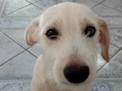 Cachorro raça SRD-ViraLata idade 2 a 6 meses nome Bueno