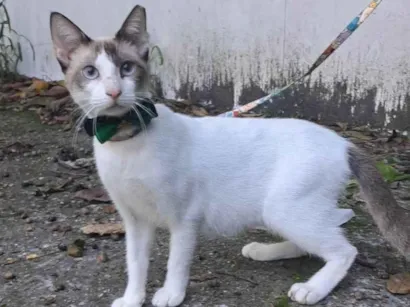 Gato raça SRD-ViraLata idade 7 a 11 meses nome Betinho