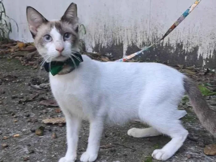 Gato ra a SRD-ViraLata idade 7 a 11 meses nome Betinho
