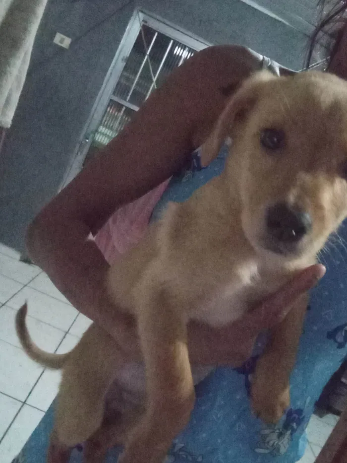 Cachorro ra a SRD-ViraLata idade 2 anos nome Neguinha