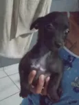 Neguinha