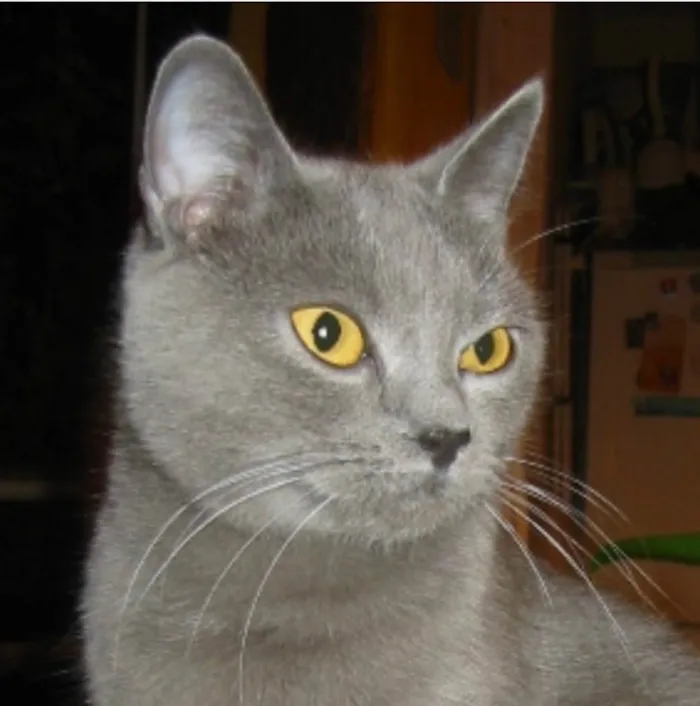 Gato ra a SRD-ViraLata idade 2 a 6 meses nome Félix 