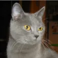 Félix