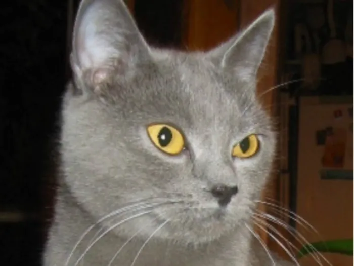Gato ra a SRD-ViraLata idade 2 a 6 meses nome Félix 