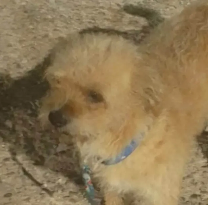Cachorro ra a Shitzu idade 2 a 6 meses nome Tody 