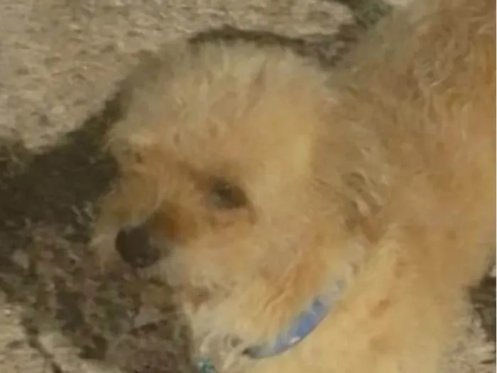 Cachorro ra a Shitzu idade 2 a 6 meses nome Tody 