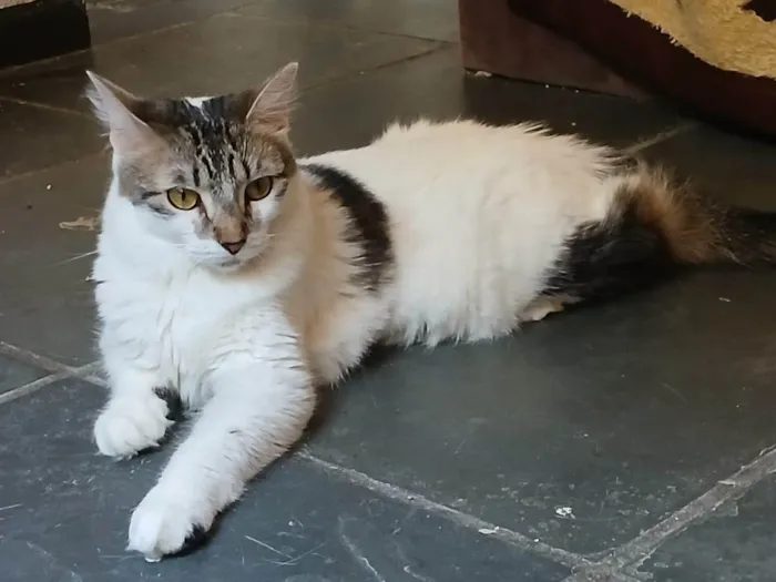 Gato ra a SRD-ViraLata idade 2 anos nome Mimi
