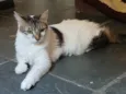 Mimi