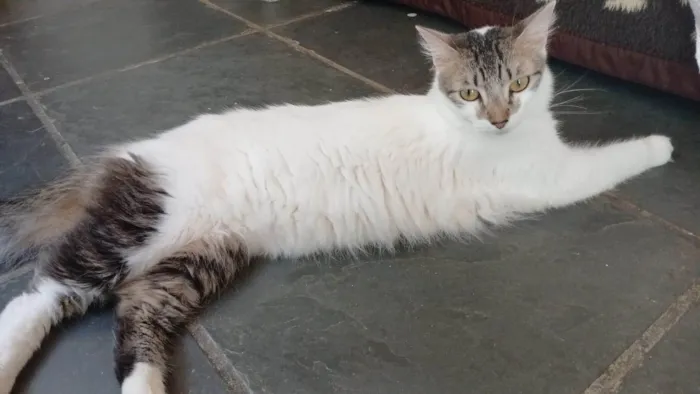 Gato ra a SRD-ViraLata idade 2 anos nome Mimi