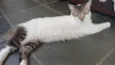 Mimi