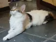 Mimi