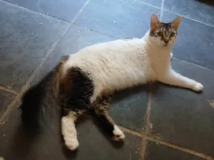 Gato raça SRD-ViraLata idade 2 anos nome Mimi