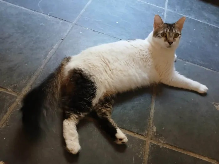 Gato ra a SRD-ViraLata idade 2 anos nome Mimi