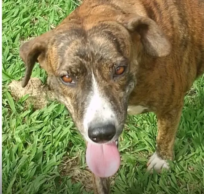 Cachorro ra a SRD-ViraLata idade 1 ano nome Tigresa 