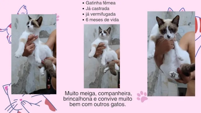 Gato ra a SRD-ViraLata idade 7 a 11 meses nome Família Buscapé
