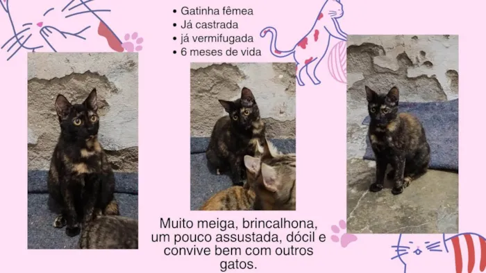 Gato ra a SRD-ViraLata idade 7 a 11 meses nome Família Buscapé