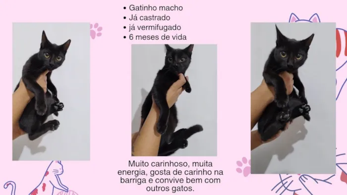 Gato ra a SRD-ViraLata idade 7 a 11 meses nome Família Buscapé